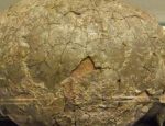 dinosaur eggs found in mahisagar district