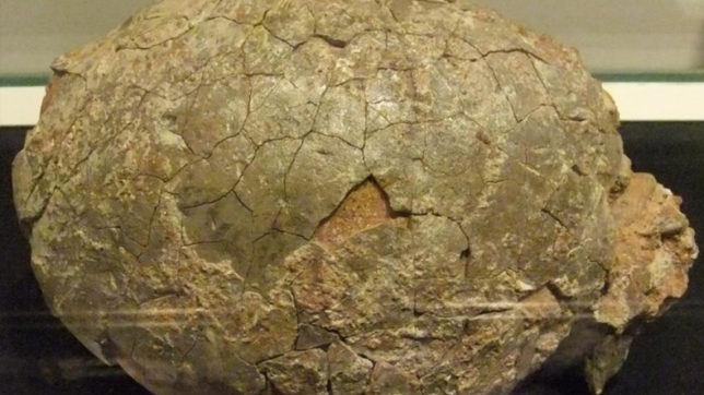 dinosaur eggs found in mahisagar district